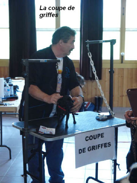 Coupe_de_griffes_1.jpg