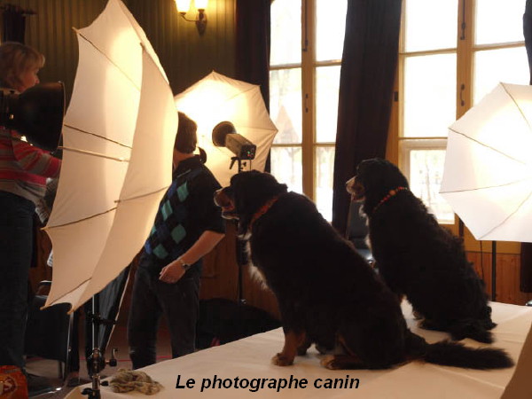 Photographe_canin_1.jpg
