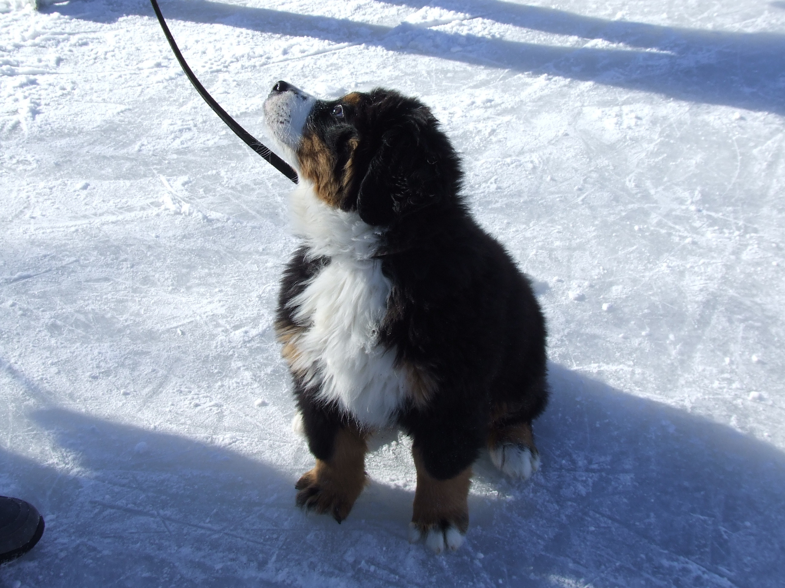 Chiot.jpg